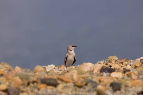 Small Pratincole Birds Stand Alone Rocks Copy Space — Stock Photo, Image
