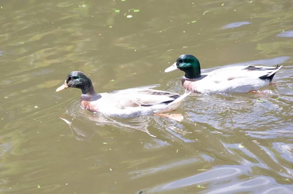 Ducks are swimming in the pond.duck green head