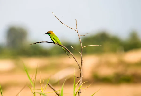 Groene Bijeneter Mooie Vogel Tak Kopie Ruimte — Stockfoto