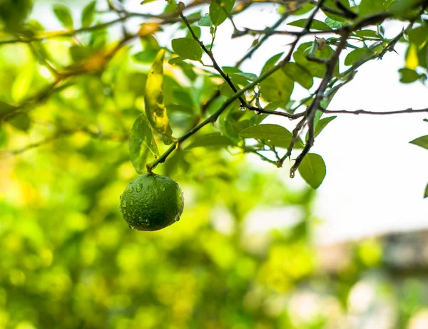 Limón en rama —  Fotos de Stock