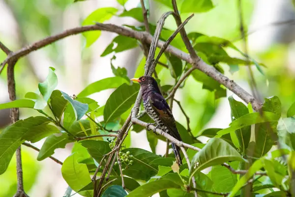 Violet Cuckoo juvenile — стоковое фото