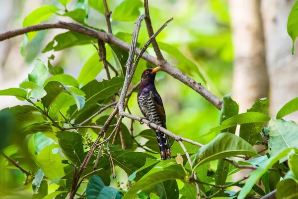 Violet Cuckoo juvenile — стоковое фото