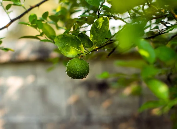 Limón en rama —  Fotos de Stock