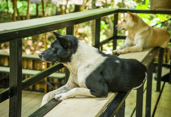 Собаки Таиланда — стоковое фото