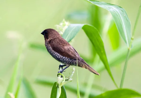 Pikkelyes mellű Munia — Stock Fotó