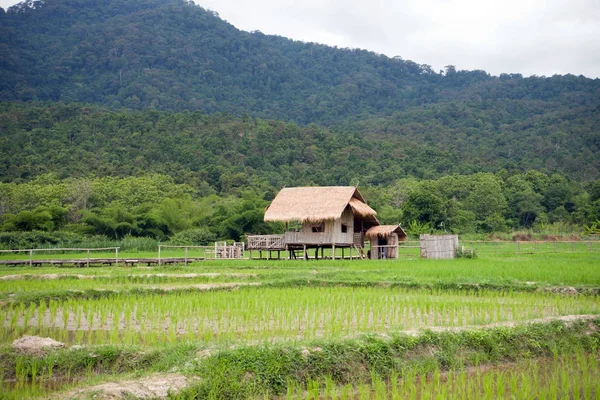 Cabanes dans les rizières — Photo