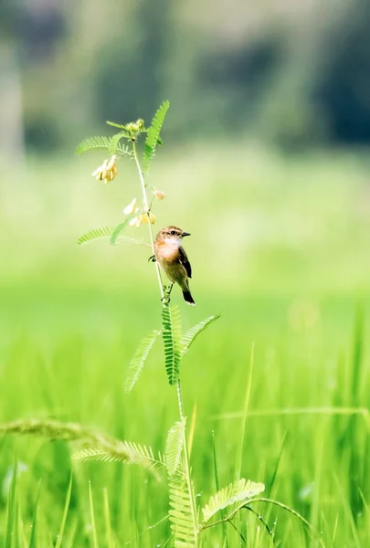 Vogel in der Natur — Stockfoto