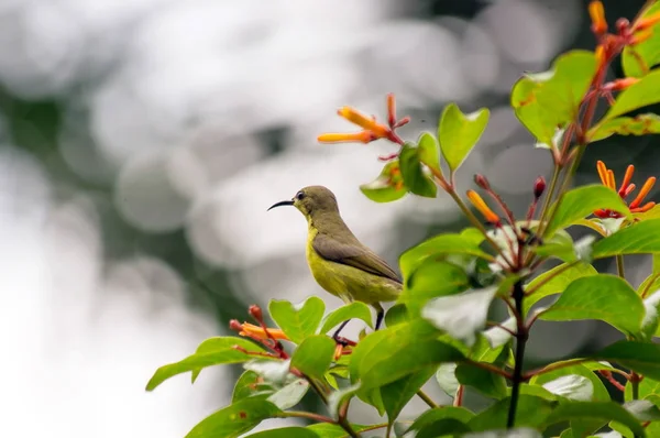 Yellow-bellied sunbird — Stock Photo, Image