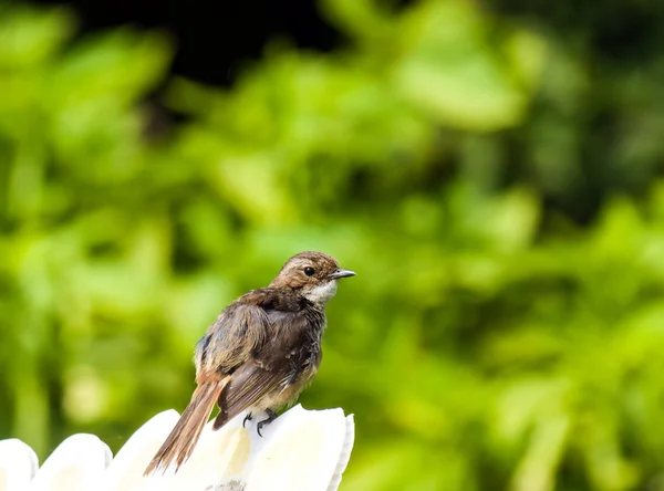 Kahverengi kuş — Stok fotoğraf