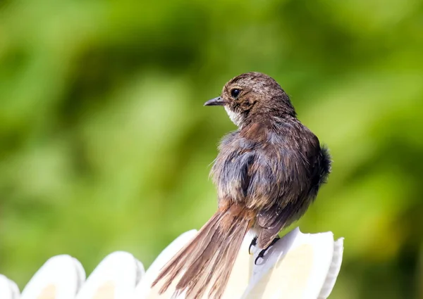 Uccello bruno — Foto Stock