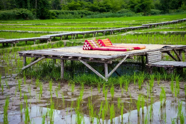 Campo de arroz —  Fotos de Stock