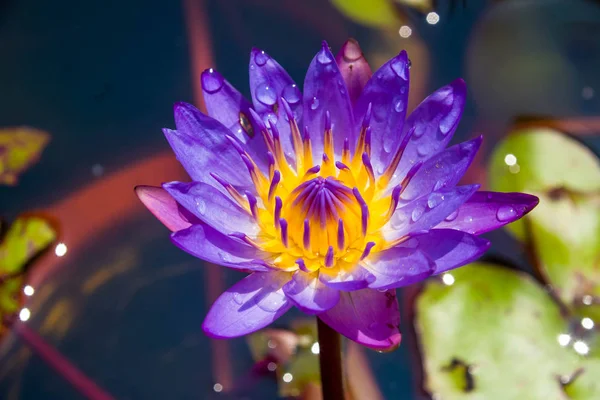 Lotus — Stockfoto