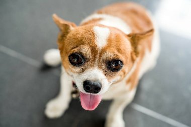 Chihuahua gri bir arkaplanda izole bir şekilde yukarı bakıyor.