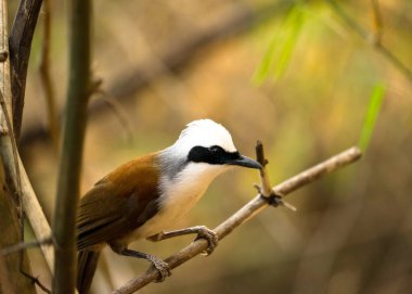 Beyaz Armalı Gülen Ardıç Daldaki Ardıç Kuşu