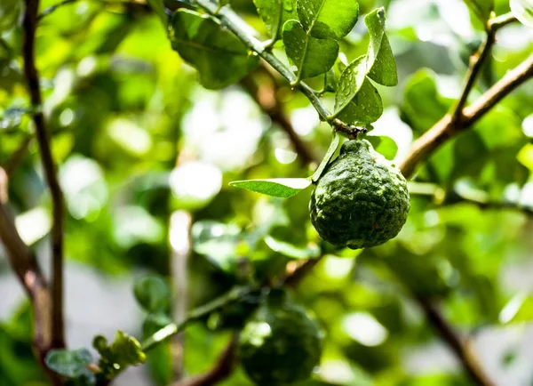 Frutas Frescas Bergamota Árbol Bergamota Con Gotas Agua —  Fotos de Stock