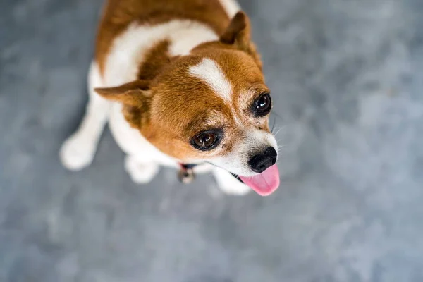 Chihuahua Kijkt Omhoog Geïsoleerd Tegen Een Grijze Achtergrond — Stockfoto