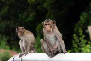 Maymun köprünün kenarında oturuyor.