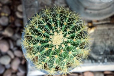 Altın fıçı kaktüsüne yakın plan seçmeli odaklanma.