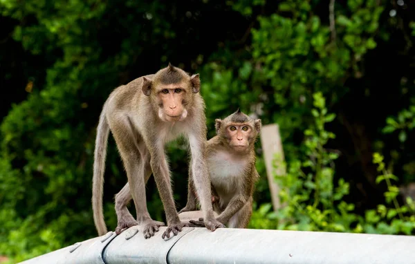 Monkey walking on the edge of the bridge