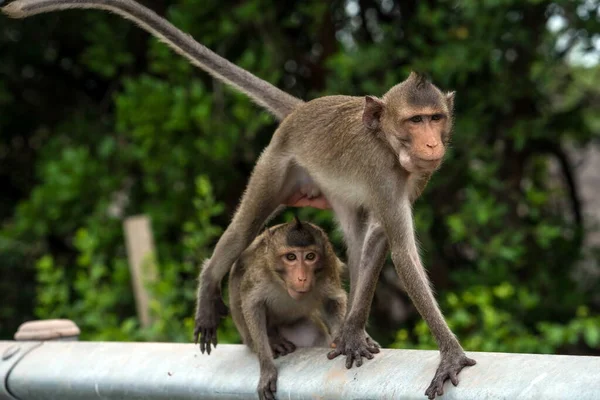 橋の端を猿が歩いている — ストック写真