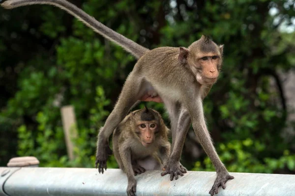 Monkey walking on the edge of the bridge