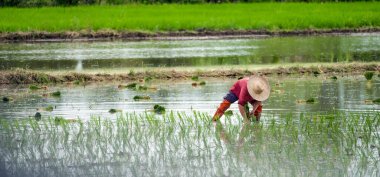 Tarlalara pirinç eken çiftçiler, kır hayatı