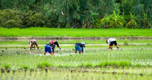 Boeren Die Rijst Planten Velden Country Life — Stockfoto
