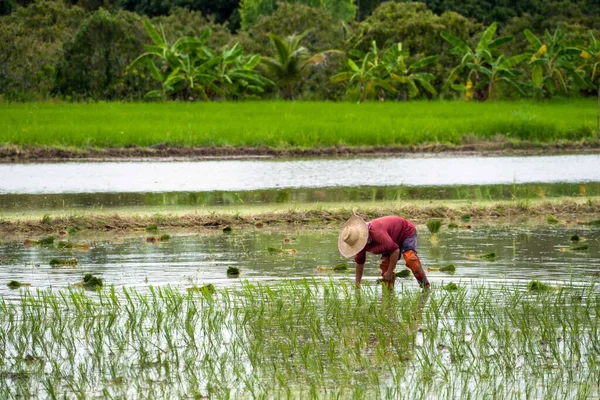 农民在田里种植水稻 乡村生活 — 图库照片