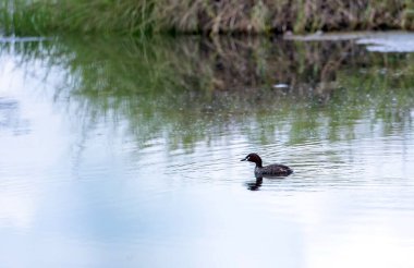 Dabchick olarak da bilinen küçük ördek, Tayland 'ın kuzeyindeki su kuşları familyasının bir üyesidir.
