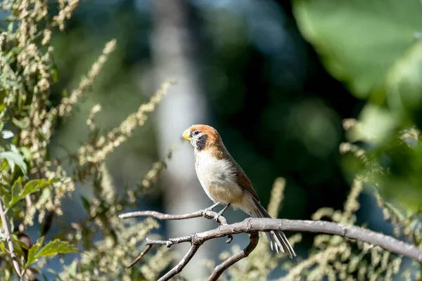 Spot Breasted Parrotbill Perching Branch Nature — Stock Photo, Image