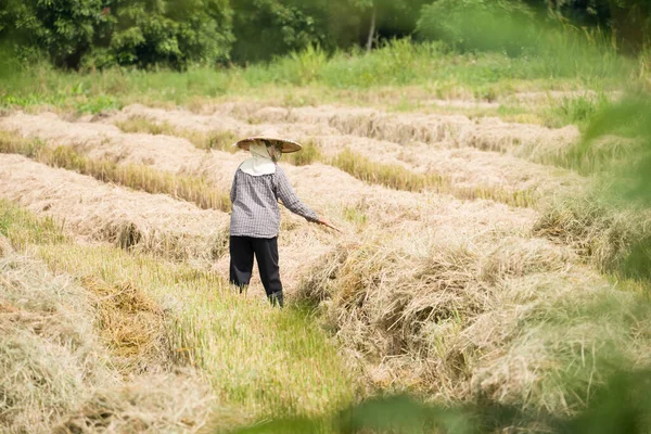 农民在乡下捡稻草 — 图库照片