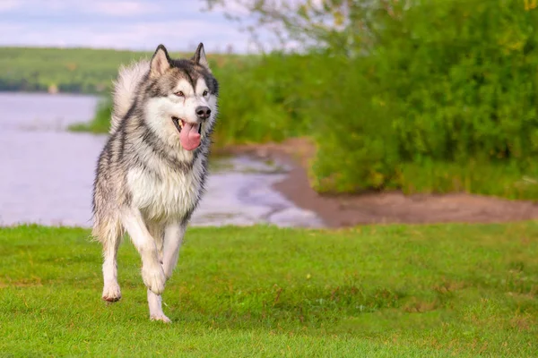 Muda Alaskan Husky Berjalan Bidang Hijau — Stok Foto