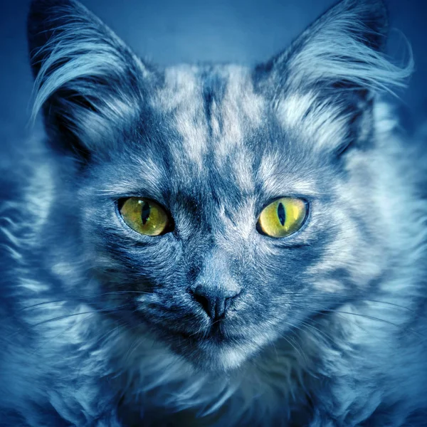 Gato Ojos Verdes Mirando Cámara Retrato Cerca — Foto de Stock