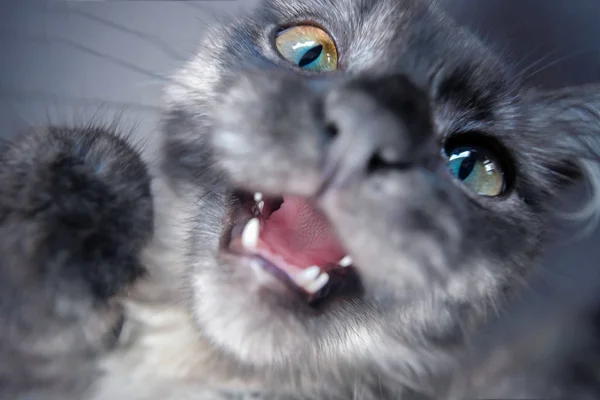 gri kedi portre, yakın çekim mewing