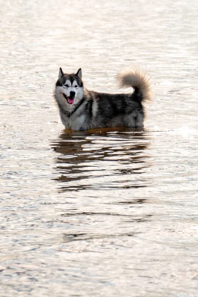 Siberian Husky Dog Standing Water — Stock Photo, Image