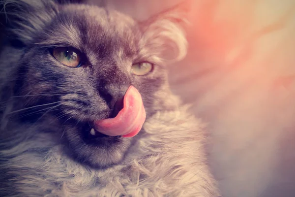 Gri kedi yalama burun, dikey yakın çekim