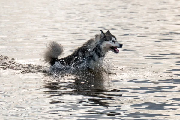 Anjing Husky Siberia Melompat Dalam Air — Stok Foto