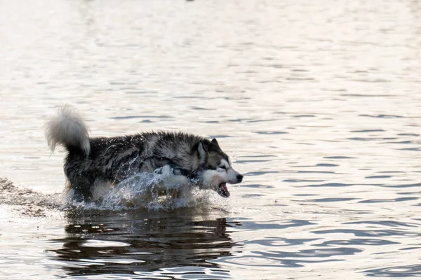 Anjing Husky Siberia Berjalan Dalam Air — Stok Foto