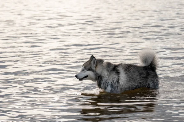 Siberian Husky dog bathe in water