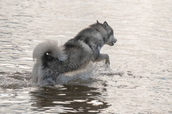 Siberian Husky dog jumping in the water