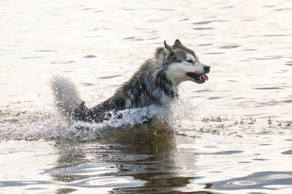 Siberian Husky dog jumping in the water