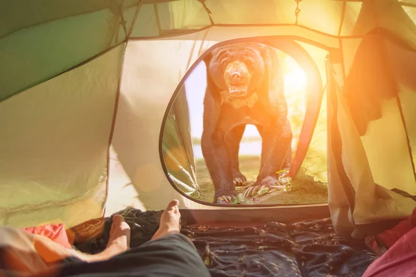 Een Enorme Agressieve Beer Buurt Van Ingang Naar Toeristische Tent — Stockfoto