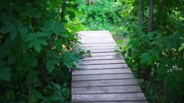 Ormandaki tahta patika.