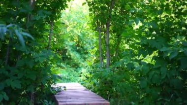 Ormandaki tahta patika.