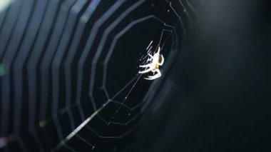 Bahçe örümcek bir web örgüleri