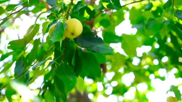 Bahçedeki Ağaçta Olgunlaşmış Sarı Elmalar — Stok video