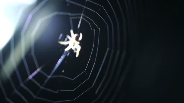 花园蜘蛛织网 — 图库视频影像