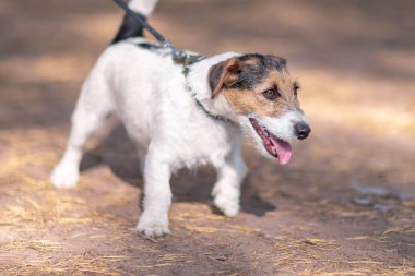Küçük beyaz-kaş köpek tasmalı bir yaz parkta yürüyen