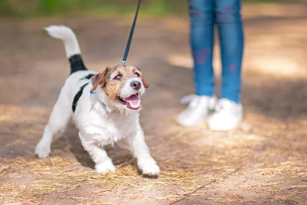 Anjing Kecil Beralis Putih Berjalan Dengan Tali Taman Musim Panas — Stok Foto