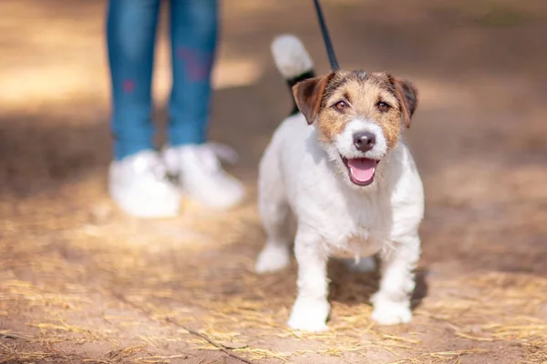 Küçük beyaz-kaş köpek tasmalı bir yaz parkta yürüyen